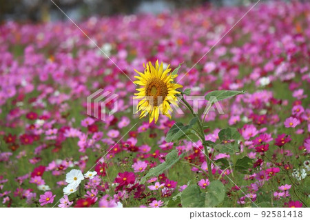 不合時宜的向日葵和小昆蟲 不合時宜的向日葵和小昆蟲 92581418