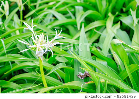 Hamayu Natsuigahama Ashiya Town, Fukuoka Prefecture Hamayu Natsuigahama Ashiya Town, Fukuoka Prefecture 92581459