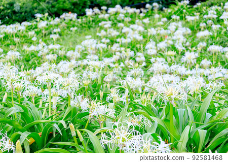 Hamayu Natsuigahama Ashiya Town, Fukuoka Prefecture Hamayu Natsuigahama Ashiya Town, Fukuoka Prefecture 92581468