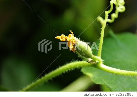Fruiting prince melon 92582093