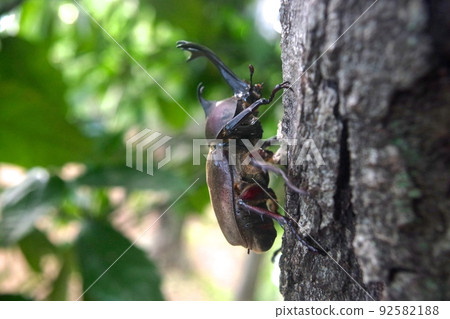 Beetle on a tree Beetle on a tree 92582188