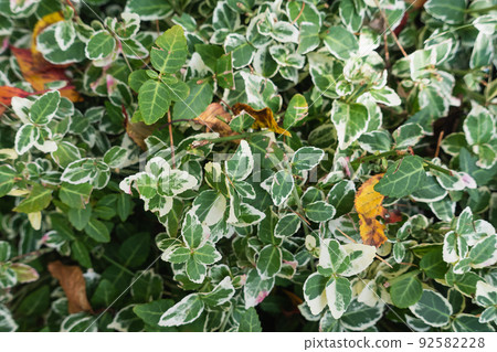 Climbing euonymus or spindle fortunei evergreen shrub with green leaves on early fall. Nature bush background, gardening in autumn season, close-up 92582228