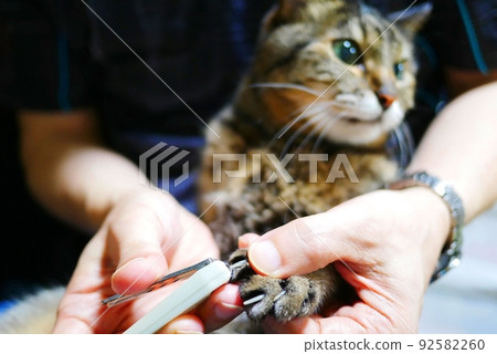 Cat nail clippers Cat nail clippers 92582260