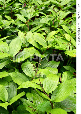 百合科植物 Maianthemum japonicum 百合科植物 Maianthemum japonicum 92582276