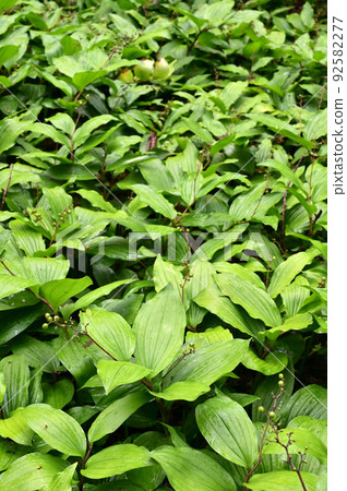 Plant Maianthemum japonicum, Liliaceae Plant Maianthemum japonicum, Liliaceae 92582277