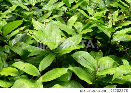 百合科植物 Maianthemum japonicum 百合科植物 Maianthemum japonicum 92582278