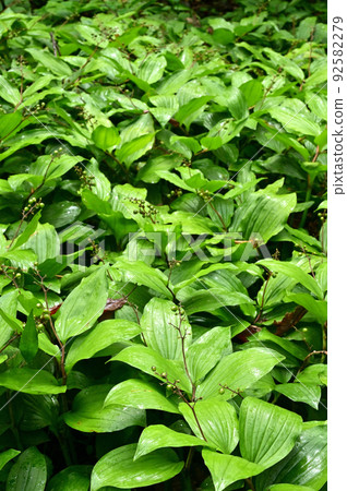 百合科植物 Maianthemum japonicum 百合科植物 Maianthemum japonicum 92582279