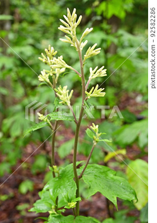 Plant Momijigasa Asteraceae 92582286