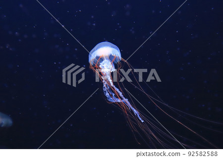 陽光水族館 水母水族館 92582588