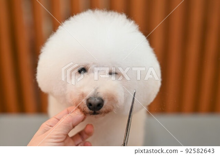 Dog trimming landscape 92582643
