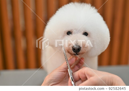 狗修剪景觀 92582645