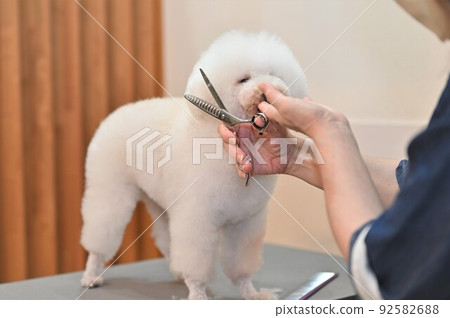 狗修剪景觀 狗修剪景觀 92582688