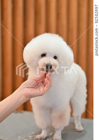 狗修剪景觀 狗修剪景觀 92582697