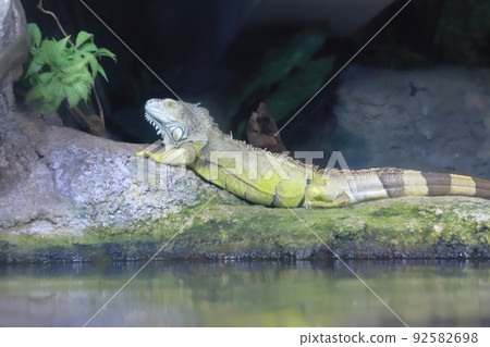 陽光水族館綠鬣蜥 92582698