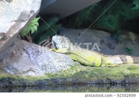 陽光水族館綠鬣蜥 陽光水族館綠鬣蜥 92582699