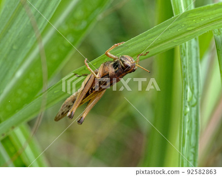蝗蟲家族 Patanga japonica 蝗蟲家族 Patanga japonica 92582863