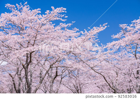 櫻花·盛開 92583016