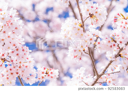 櫻花·盛開 92583083