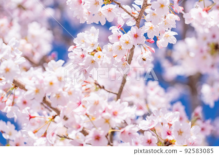 櫻花·盛開 92583085