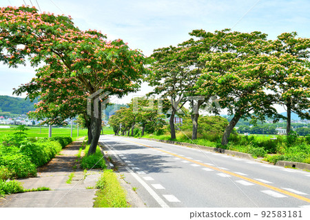 Negishi, Saku City / Albizia tree along National Highway No. 142 (Saku City, Nagano Prefecture) [2022.7] 92583181