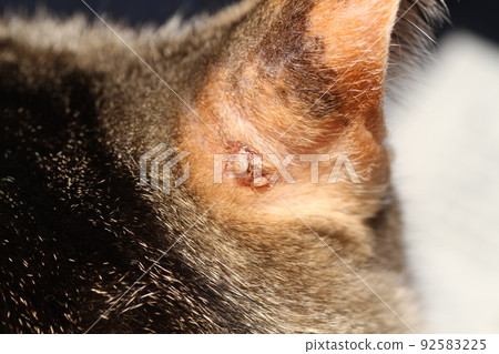 腹脹的蜱蟲咬進貓的耳朵 92583225