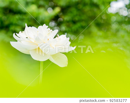 Beautiful flowers in early summer, gorgeous and beautiful lotus flowers Beautiful flowers in early summer, gorgeous and beautiful lotus flowers 92583277