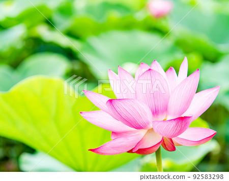 Beautiful flowers in early summer, gorgeous and beautiful lotus flowers 92583298
