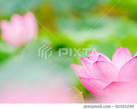Beautiful flowers in early summer, gorgeous and beautiful lotus flowers 92583299