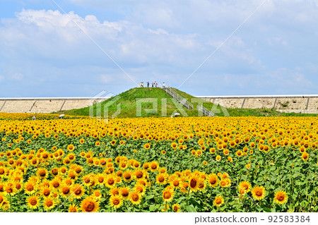 Sunflowers in full bloom in reclaimed land Sunflowers in full bloom in reclaimed land 92583384