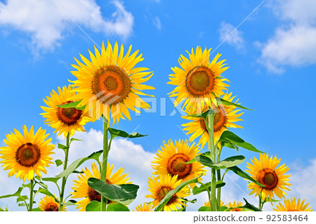 Sunflowers in full bloom in reclaimed land 92583464