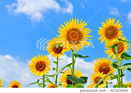 Sunflowers in full bloom in reclaimed land 92583466