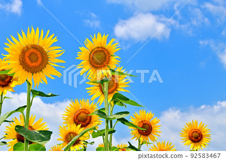Sunflowers in full bloom in reclaimed land 92583467