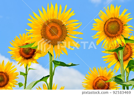 Sunflowers in full bloom in reclaimed land 92583469