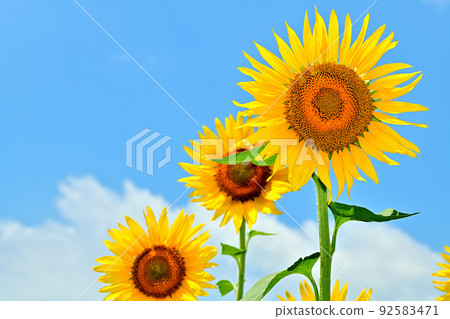 開墾土地上盛開的向日葵 92583471