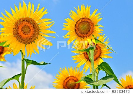開墾土地上盛開的向日葵 92583473