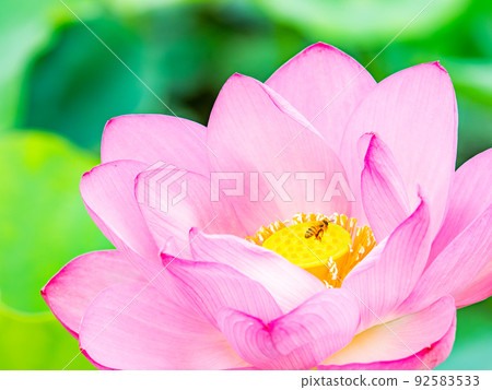 Beautiful flowers in early summer Cute bees that have sought nectar for gorgeous and beautiful lotus flowers 92583533