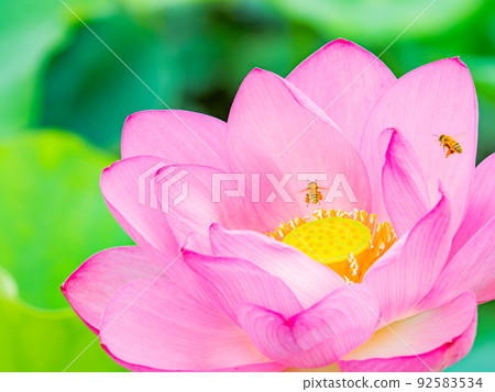 Beautiful flowers in early summer Cute bees that have sought nectar for gorgeous and beautiful lotus flowers Beautiful flowers in early summer Cute bees that have sought nectar for gorgeous and beautiful lotus flowers 92583534