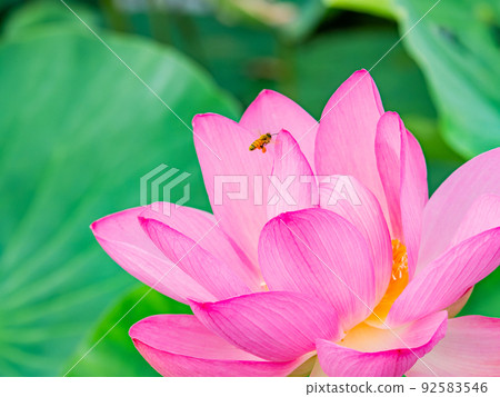 Beautiful flowers in early summer Cute bees that have sought nectar for gorgeous and beautiful lotus flowers 92583546