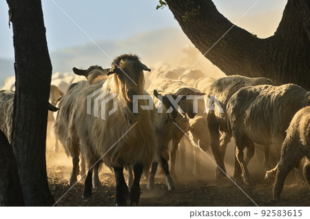 Goats and Sheeps on Road In Greci, Romania Goats and Sheeps on Road In Greci, Romania 92583615