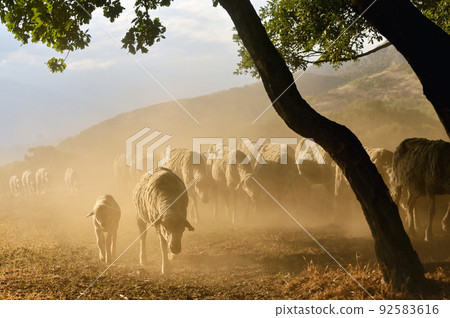 Goats and Sheeps on Road In Greci, Romania Goats and Sheeps on Road In Greci, Romania 92583616