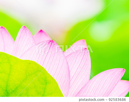 初夏美麗的花朵，艷麗美麗的荷花 92583686