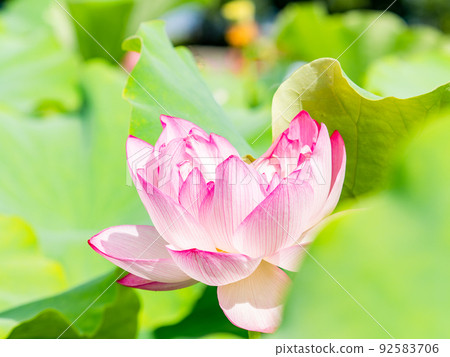 初夏美麗的花朵,艷麗美麗的荷花 初夏美麗的花朵,艷麗美麗的荷花 92583706