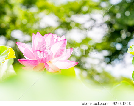 初夏美麗的花朵，艷麗美麗的荷花 92583708