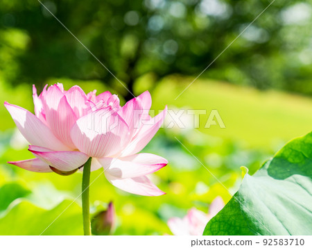 Beautiful flowers in early summer, gorgeous and beautiful lotus flowers 92583710