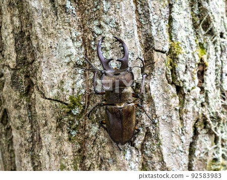 雄性 Miyama 鍬蟲棲息在鋸緣櫟樹上 92583983