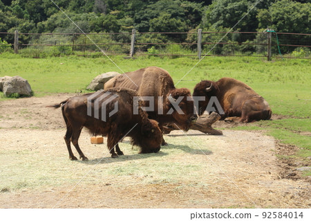 American bison　 92584014