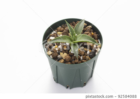 Agave Utaensis seedlings 92584088