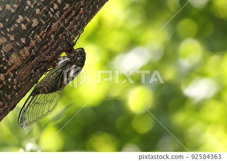 夏日,熊澤米棲息在一棵樹上 夏日,熊澤米棲息在一棵樹上 92584363