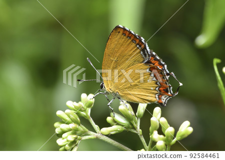 美麗的蝴蝶在花卉上吸食花蜜 92584461
