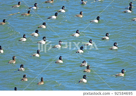 Greater scaup social distance 92584695